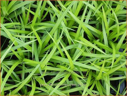 Carex morrowii &#039;Irish Green&#039; | Zegge