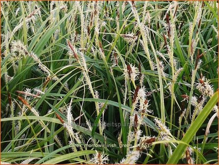 Carex morrowii &#039;Irish Green&#039; | Zegge
