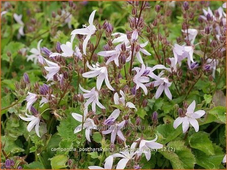 Campanula poscharskyana &#039;Lisduggan Variety&#039; | Klokjesbloem