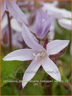 Campanula poscharskyana &#039;Lisduggan Variety&#039; | Klokjesbloem