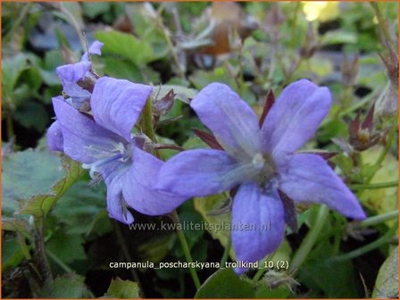 Campanula poscharskyana &#039;Trollkind&#039; | Klokjesbloem