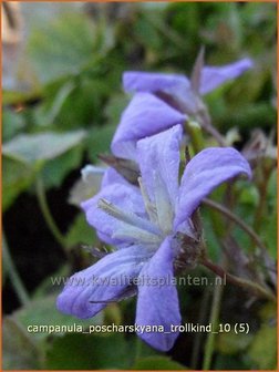 Campanula poscharskyana &#039;Trollkind&#039; | Klokjesbloem