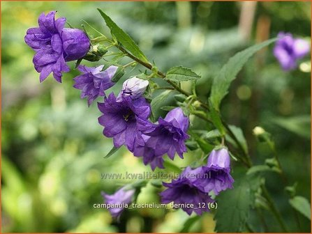Campanula trachelium 'Bernice' | Ruig klokje, Klokjesbloem