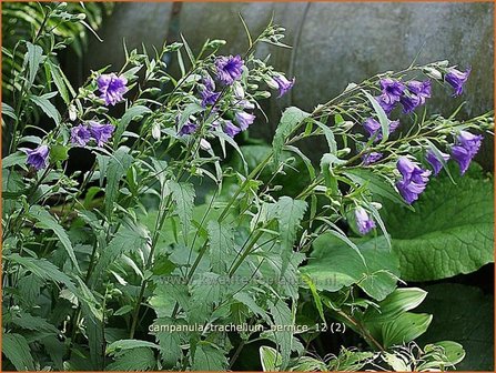 Campanula trachelium 'Bernice' | Ruig klokje, Klokjesbloem