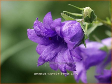Campanula trachelium 'Bernice' | Ruig klokje, Klokjesbloem