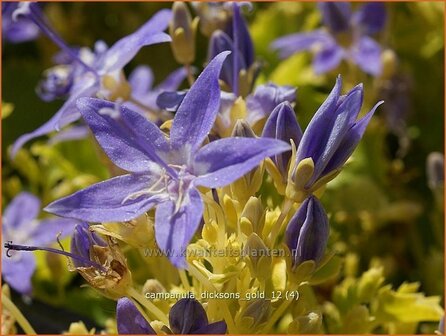 Campanula 'Dickson's Gold' | Klokjesbloem