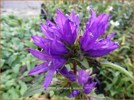 Campanula glomerata 'Acaulis' | Kluwenklokje, Klokjesbloem | Kn&auml;uel-Glockenblume