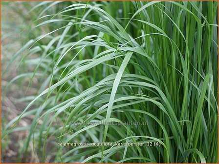 Calamagrostis acutiflora &#039;Karl Foerster&#039; | Struisriet