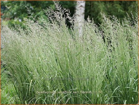 Calamagrostis acutiflora &#039;Karl Foerster&#039; | Struisriet