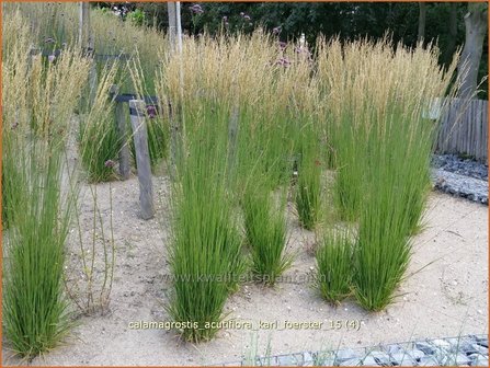 Calamagrostis acutiflora &#039;Karl Foerster&#039; | Struisriet