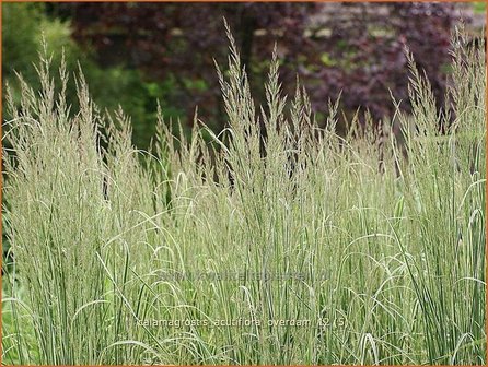 Calamagrostis acutiflora &#039;Overdam&#039; | Struisriet