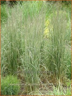 Calamagrostis acutiflora &#039;Overdam&#039; | Struisriet