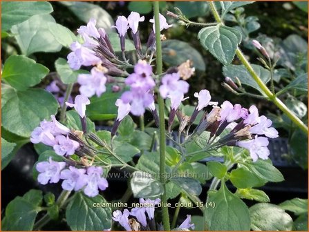 Calamintha nepeta &#039;Blue Cloud&#039; | Bergsteentijm, Steentijm