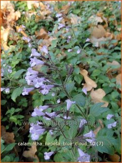 Calamintha nepeta &#039;Blue Cloud&#039; | Bergsteentijm