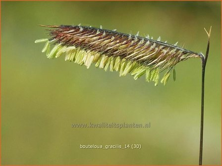 Bouteloua gracilis | Muskietengras