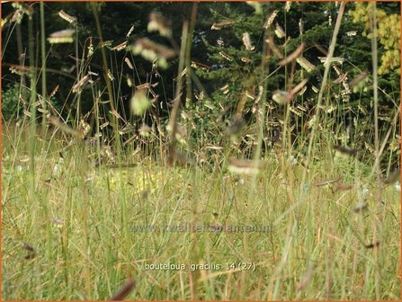 Bouteloua gracilis | Muskietengras