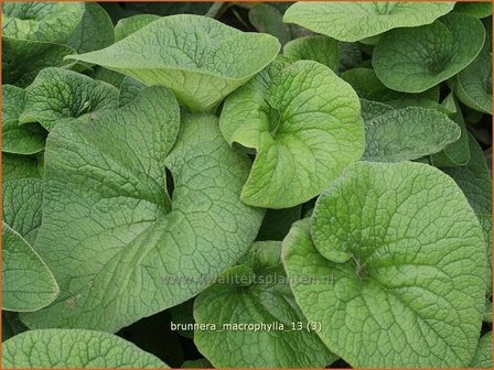 Brunnera macrophylla | Kaukasische vergeet-mij-nietje