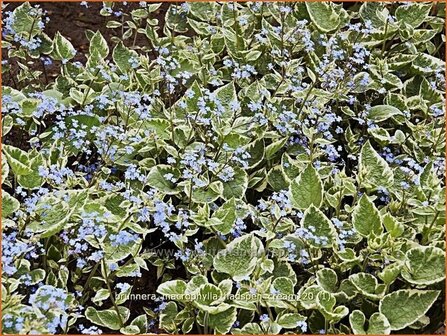 Brunnera macrophylla &#039;Hadspen Cream&#039; | Kaukasische vergeet-mij-nietje