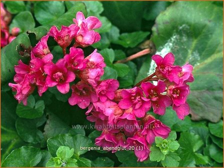 Bergenia 'Abendglut' | Schoenlappersplant, Olifantsoren