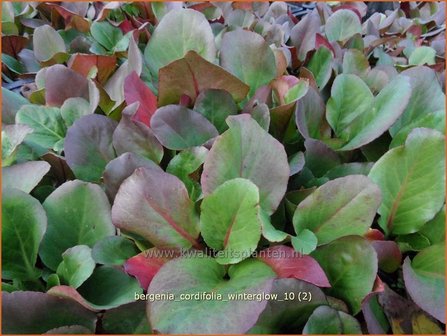 Bergenia cordifolia &#039;Wintergloed&#039; | Schoenlappersplant, Olifantsoor | Altai-Bergenie | Heart-Leaf Bergenia