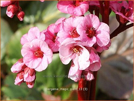 Bergenia &#039;Magic Giant&#039; | Schoenlappersplant, Olifantsoren