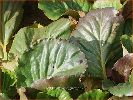 Bergenia &#039;Magic Giant&#039; | Schoenlappersplant, Olifantsoren