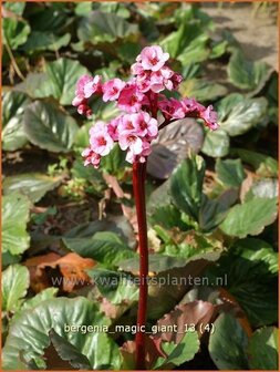 Bergenia &#039;Magic Giant&#039; | Schoenlappersplant, Olifantsoren