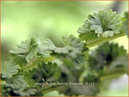 Athyrium filix-femina 'Frizelliae' | Wijfjesvaren