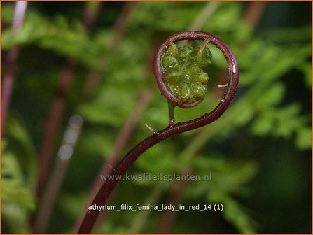 Athyrium filix-femina &#039;Lady in Red&#039; | Wijfjesvaren | Wald-Frauenfarn | Southern Lady Fern