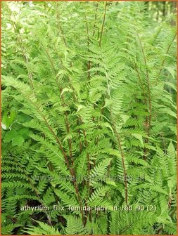 Athyrium filix-femina &#039;Lady in Red&#039; | Wijfjesvaren