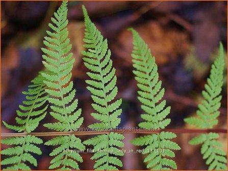 Athyrium filix-femina &#039;Lady in Red&#039; | Wijfjesvaren