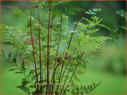 Athyrium filix-femina &#039;Lady in Red&#039; | Wijfjesvaren