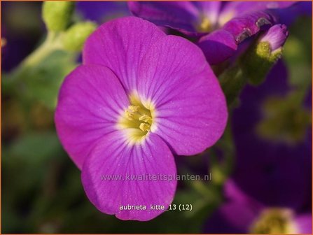 Aubrieta &#039;Kitte&#039; | Rijstebrij, Randjesbloem, Blauwkussen