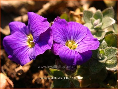 Aubrieta &#039;Kitte&#039; | Rijstebrij, Randjesbloem, Blauwkussen