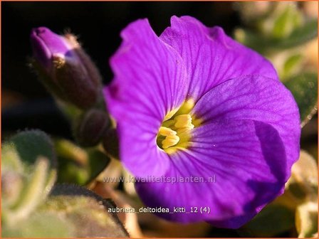 Aubrieta &#039;Kitte&#039; | Rijstebrij, Randjesbloem, Blauwkussen