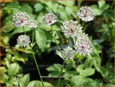 Astrantia major 'Alba' | Zeeuws knoopje