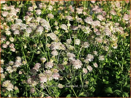 Astrantia major &#039;Buckland&#039; | Zeeuws knoopje