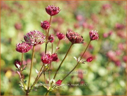 Astrantia major 'Moulin Rouge' | Zeeuws knoopje