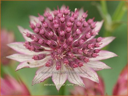 Astrantia major &#039;Roma&#039; | Zeeuws knoopje, Groot sterrenscherm | Gro&szlig;e Sterndolde