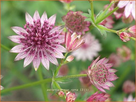 Astrantia major &#039;Roma&#039; | Zeeuws knoopje, Groot sterrenscherm | Gro&szlig;e Sterndolde