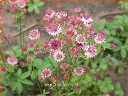 Astrantia major &#039;Roma&#039; | Zeeuws knoopje, Groot sterrenscherm | Gro&szlig;e Sterndolde