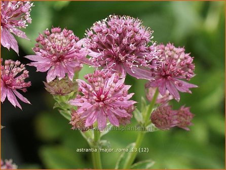 Astrantia major &#039;Roma&#039; | Zeeuws knoopje, Groot sterrenscherm | Gro&szlig;e Sterndolde