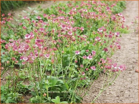 Astrantia major &#039;Roma&#039; | Zeeuws knoopje, Groot sterrenscherm | Gro&szlig;e Sterndolde