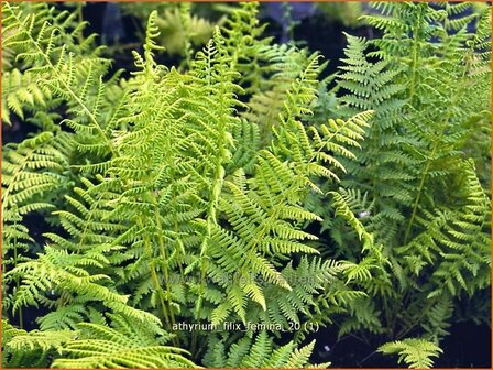 Athyrium filix-femina | Wijfjesvaren