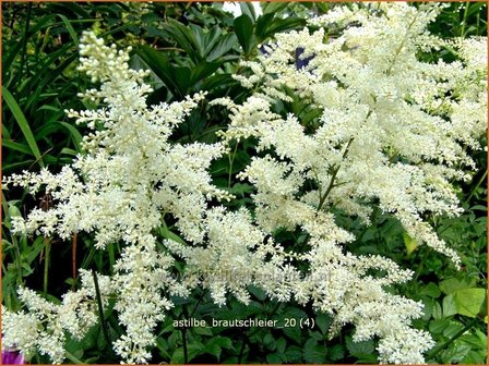 Astilbe &amp;#39;Brautschleier&amp;#39; | Pluimspirea, Spirea | Prachtspiere