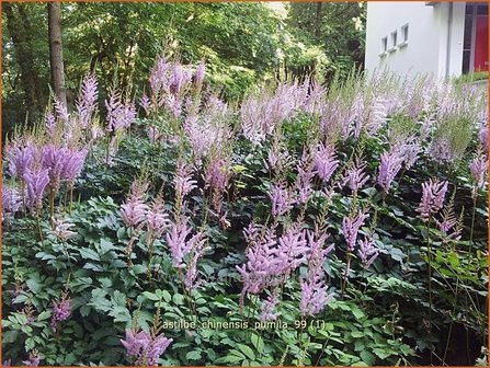 Astilbe chinensis &#039;Pumila&#039; | Spirea