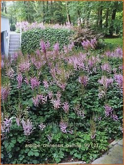 Astilbe chinensis &#039;Pumila&#039; | Spirea