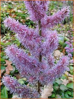 Astilbe chinensis &#039;Pumila&#039; | Spirea