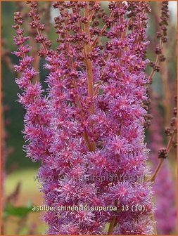 Astilbe chinensis &#039;Superba&#039; | Spirea