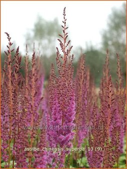 Astilbe chinensis &#039;Superba&#039; | Spirea